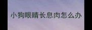 小狗眼睛长息肉怎么办
