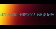 新手妈妈必看狗狗生小狗后不吃饭的5个救命招数附护理全攻略