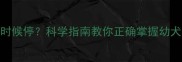 小狗内驱药什么时候停科学指南教你正确掌握幼犬驱虫停药时间表