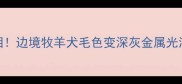 边牧陨石色真相边境牧羊犬毛色变深灰金属光泽的养护全攻略