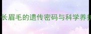 哈士奇长眉毛的遗传密码与科学养护指南