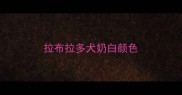 拉布拉多犬奶白颜色