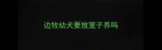 边牧幼犬要放笼子养吗