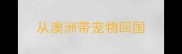 从澳洲带宠物回国
