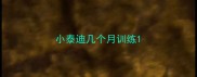小泰迪几个月训练