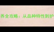 拉布拉多长尾巴饲养全攻略从品种特性到护理技巧的权威指南