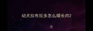 幼犬拉布拉多怎么喂长肉