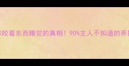 猫咪咬着东西睡觉的真相90主人不知道的养护指南