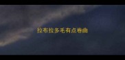 拉布拉多毛有点卷曲