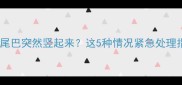 猫咪尾巴突然竖起来这5种情况紧急处理指南