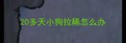 20多天小狗拉稀怎么办