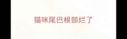 猫咪尾巴根部烂了