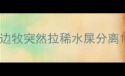 边牧突然拉稀水屎分离