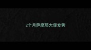 2个月萨摩耶大便发黄