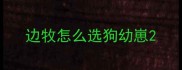 边牧怎么选狗幼崽