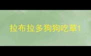 拉布拉多狗狗吃草