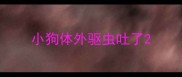 小狗体外驱虫吐了