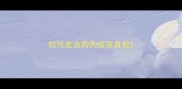 如何差询狗狗疫苗真假