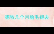 德牧几个月胎毛褪去