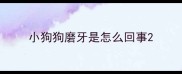 小狗狗磨牙是怎么回事