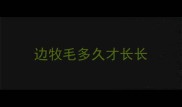 边牧毛多久才长长