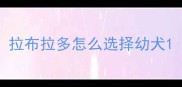 拉布拉多怎么选择幼犬