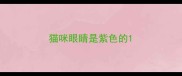 猫咪眼睛是紫色的
