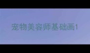 宠物美容师基础画