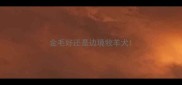 金毛好还是边境牧羊犬