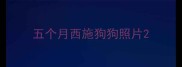 五个月西施狗狗照片