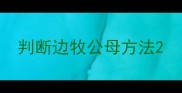 判断边牧公母方法