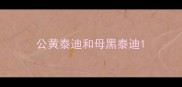 公黄泰迪和母黑泰迪