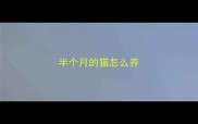 半个月的猫怎么养