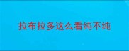 拉布拉多这么看纯不纯