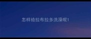 怎样给拉布拉多洗澡呢
