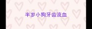 半岁小狗牙齿流血