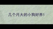 几个月大的小狗好养