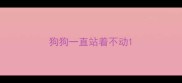 狗狗一直站着不动