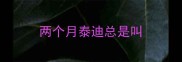 两个月泰迪总是叫