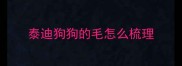 泰迪狗狗的毛怎么梳理