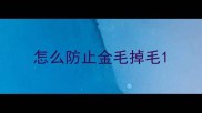 怎么防止金毛掉毛