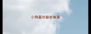 小狗喜欢躲在角落