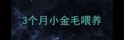 3个月小金毛喂养