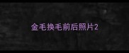 金毛换毛前后照片