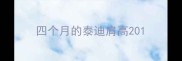 四个月的泰迪肩高20