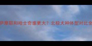 萨摩耶和哈士奇谁更大北极犬种体型对比全