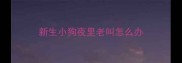 新生小狗夜里老叫怎么办