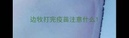 边牧打完疫苗注意什么
