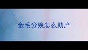 金毛分娩怎么助产