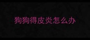 狗狗得皮炎怎么办
